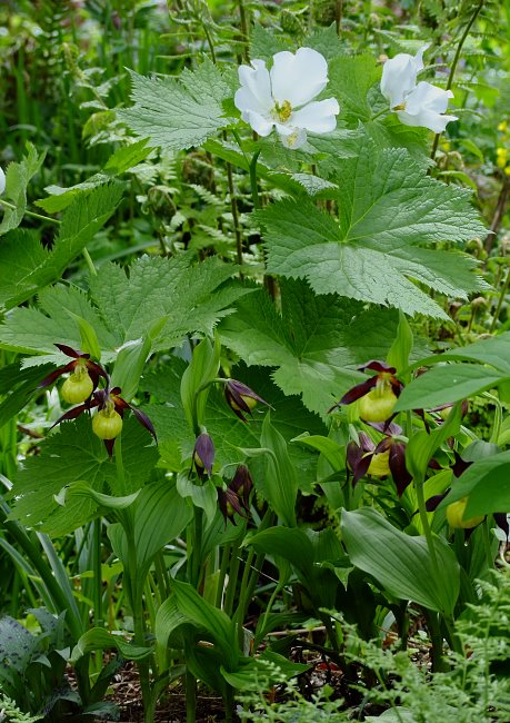 Cypripedium calceolus