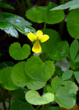 Viola biflora