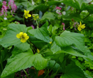 Viola pubescens