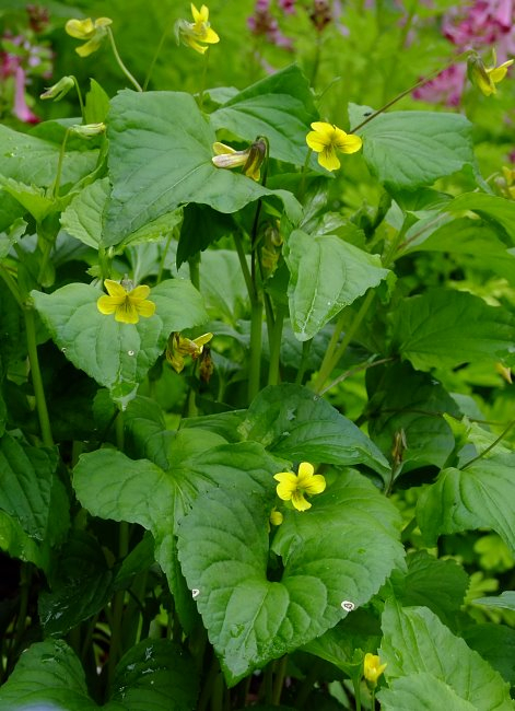 Viola pubescens