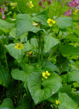 Viola pubescens
