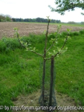 berlepsch