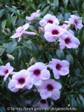 pandorea jasminoides