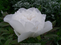 Paeonia Suffruticosa weiß 2010