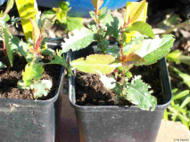 Chaenomeles