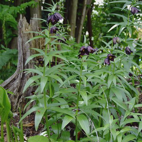 Fritillaria camschatcenis