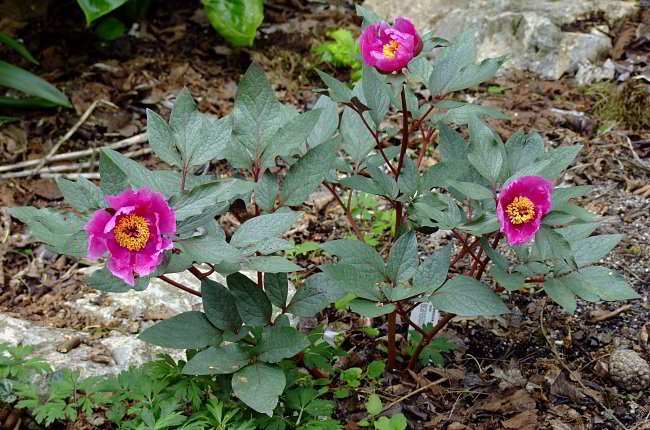 Paeonia cambessedesii