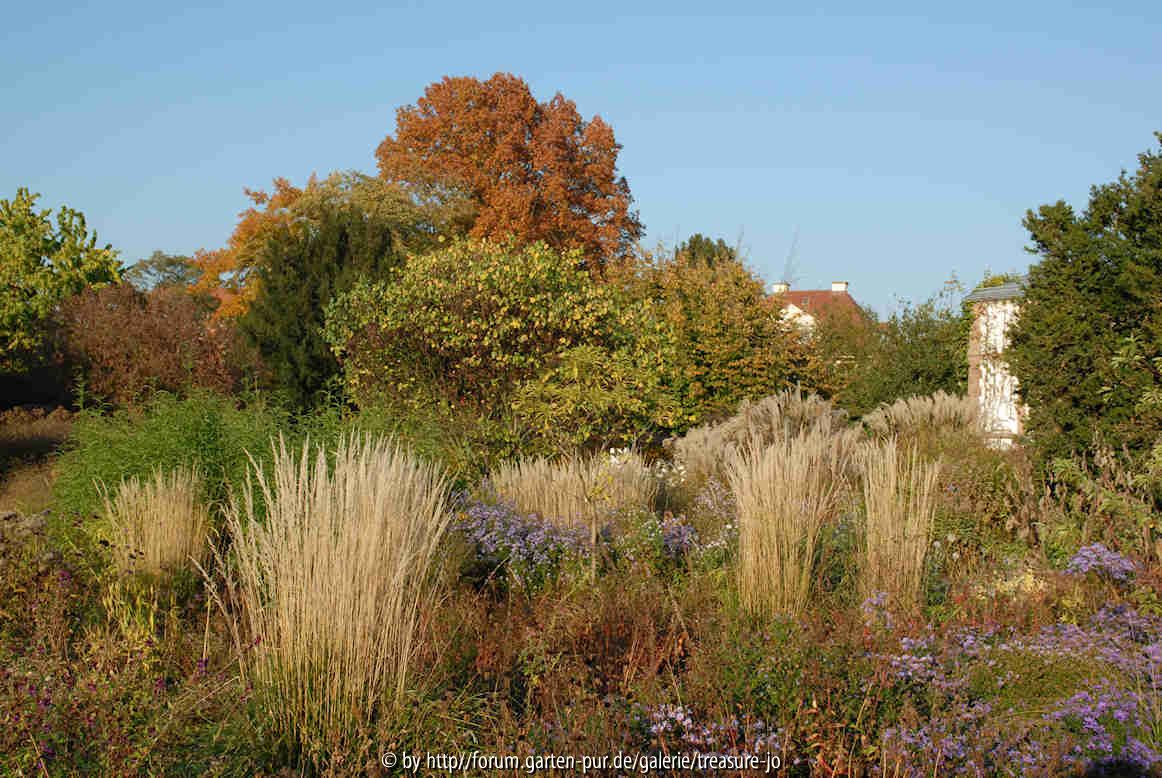 Calamagrostis acutiflora 1