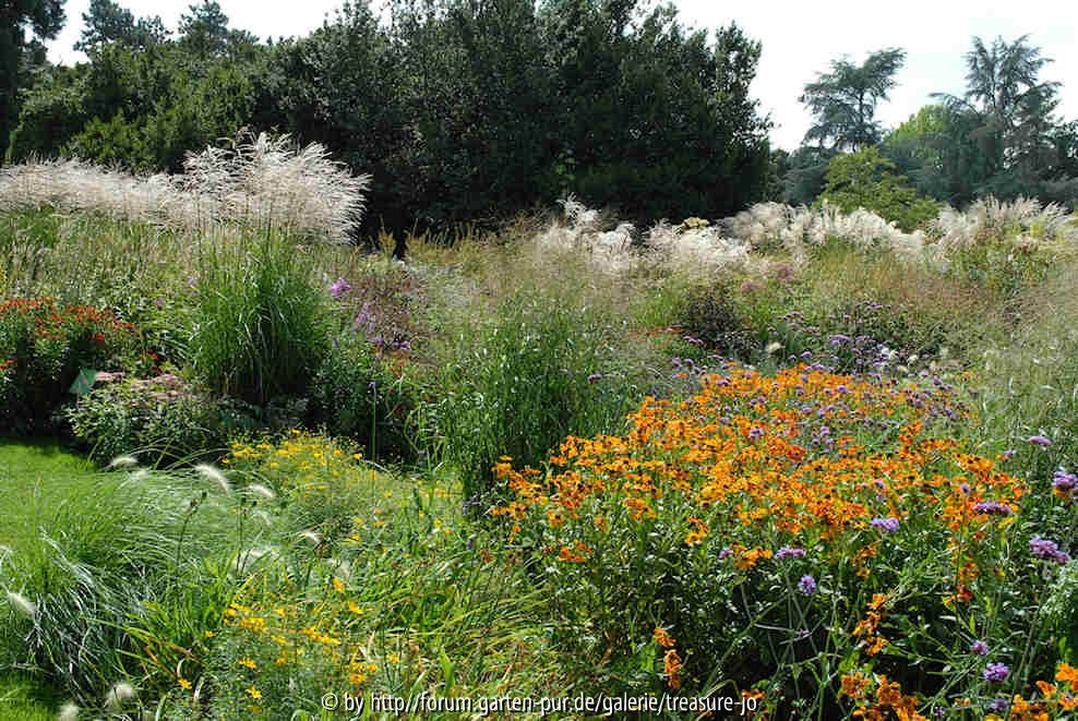 Miscanthus Gräserhecke