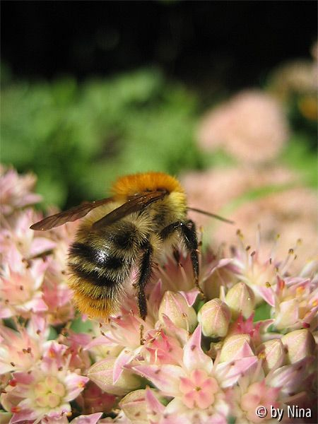 Hummel auf Sedum