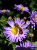 Biene in Aster