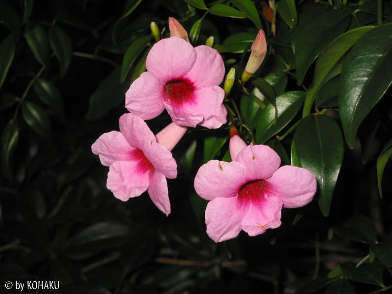 pandorea jasminoides