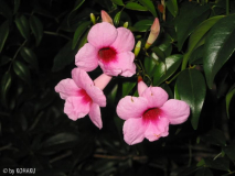 pandorea jasminoides