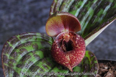 Cypripedium lichiangense