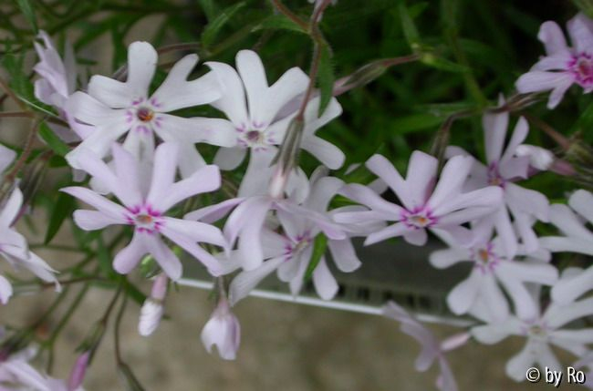 unbekannter Polsterphlox