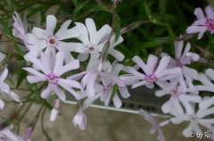 unbekannter Polsterphlox