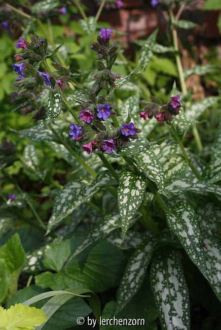 (Langblättriges?) Lungenkraut (Pulmonaria cf. longifolia)