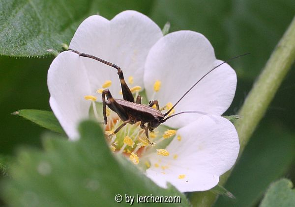 Strauchschrecke im Fingerkraut