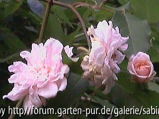 R. chin. Mlle Cécile Brunner clbg.