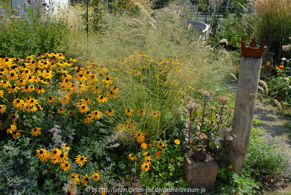 Eragristis trichodes neben Rudbeckia