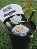 discounterRose1.jpg