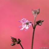 Kuckuckslichtnelke vor Azaleenrot