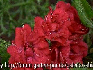 The Fairy Red