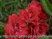 The Fairy Red