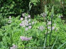 Chaerophyllum hirsutum roseum (2010-05)