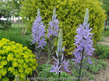 Camassia quamash (2010-05)