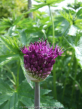 Allium Purple Sensation (2010-05)