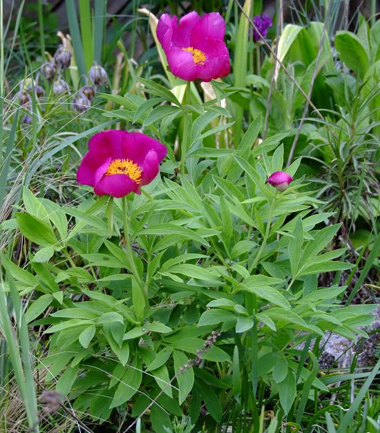 Paeonia officinalis (Monte Baldo)