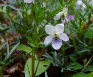 Viola pedatifida alba
