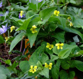 Viola hastata