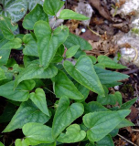 Viola hastata