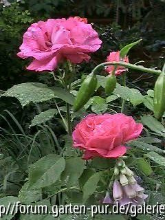 Mme Victor Verdier