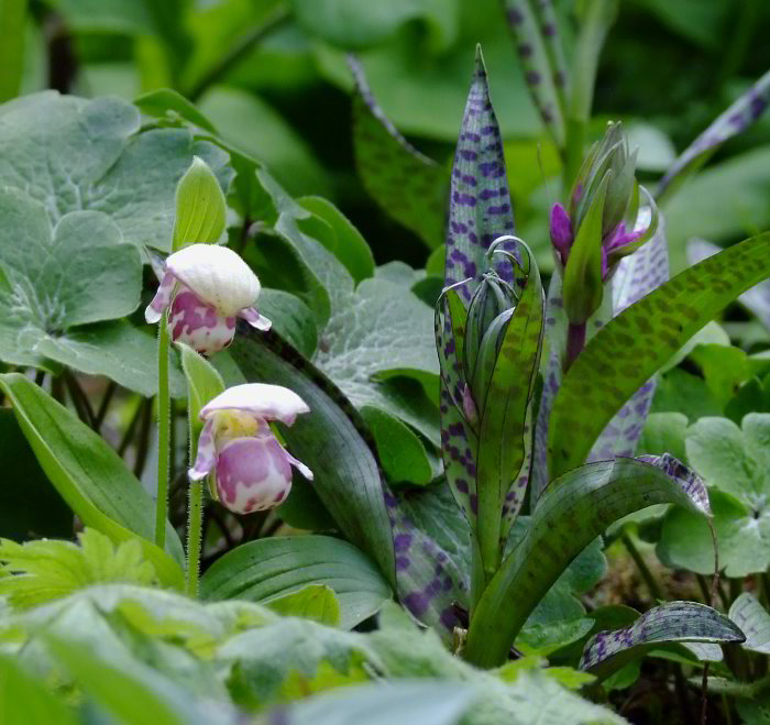 Cypripedium guttatum