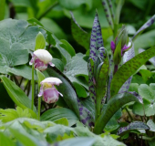 Cypripedium guttatum