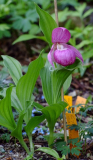 Cypripedium macranthum