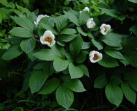 Paeonia obovata