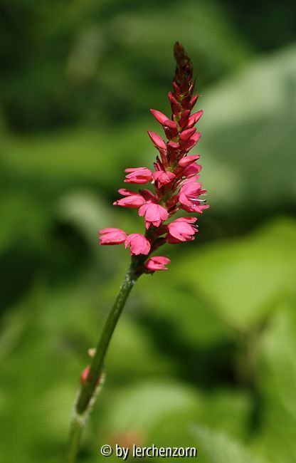 Stengelumfassender Knöterich (Polygonum amplexicaule)