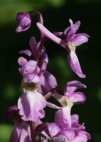 Stattliches Knabenkraut (Orchis mascula)