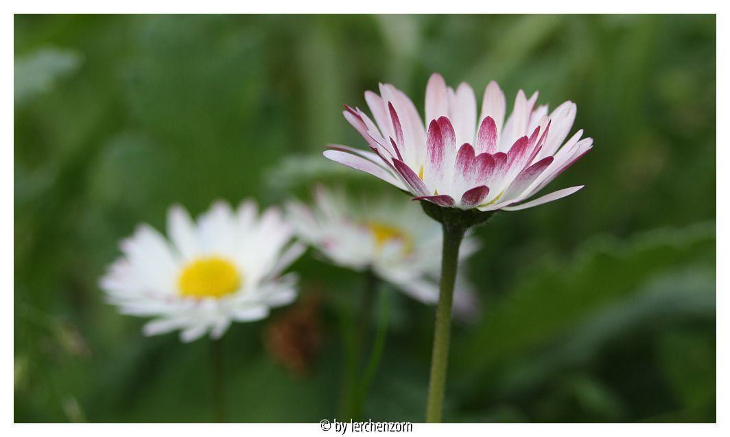 Gänseblümchen (Bellis perennis)