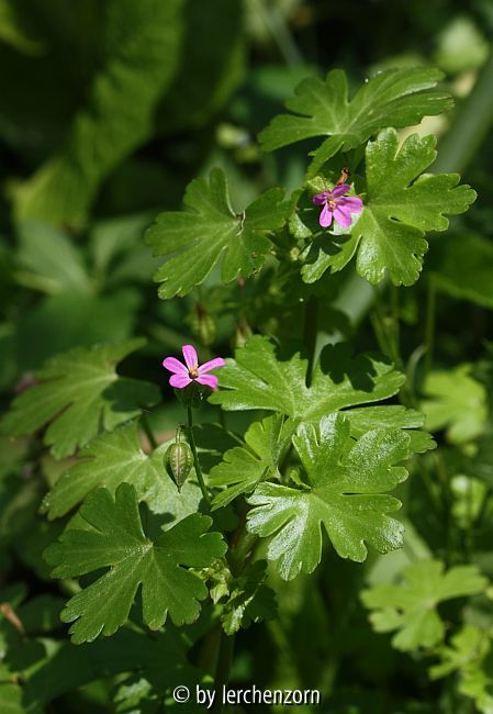 Glänzender Storchschnabel (Geranium lucidum)