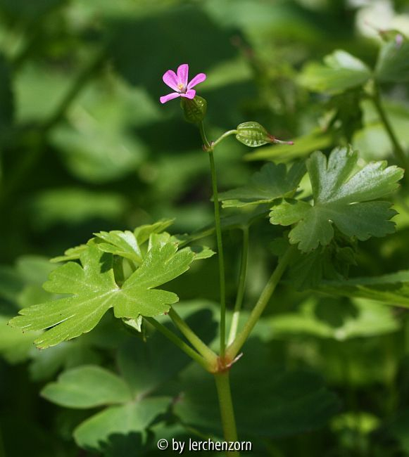 Geranium lucidum