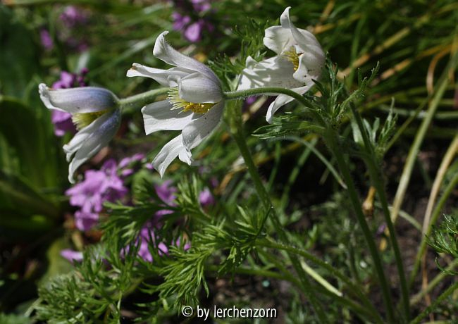 Kaukasische Küchenschelle (Pulsatilla albana)