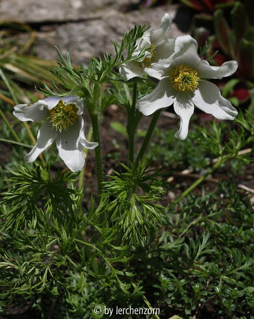 Kaukasische Küchenschelle (Pulsatilla albana)