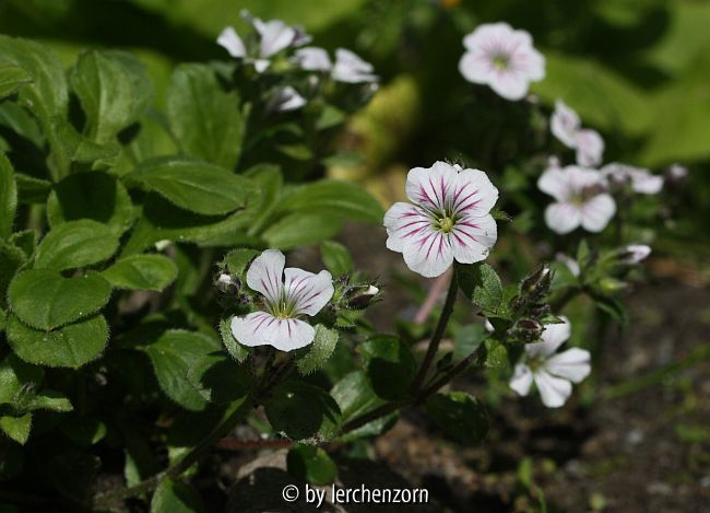 Gypsophila cerastioides