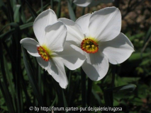 Dichternarzisse
