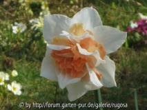 Replete